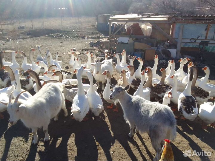 Гуси холмогоры