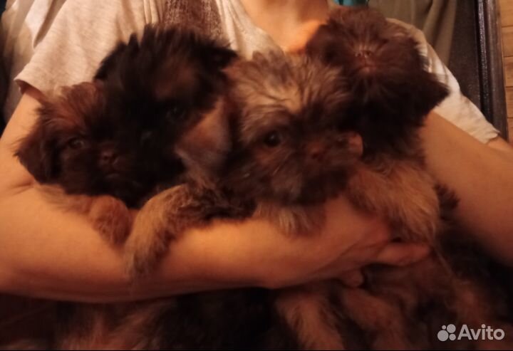 Брюссельский гриффон шоколад