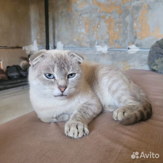 Найдена светлая домашняя кошка