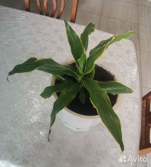 Пальма драцена