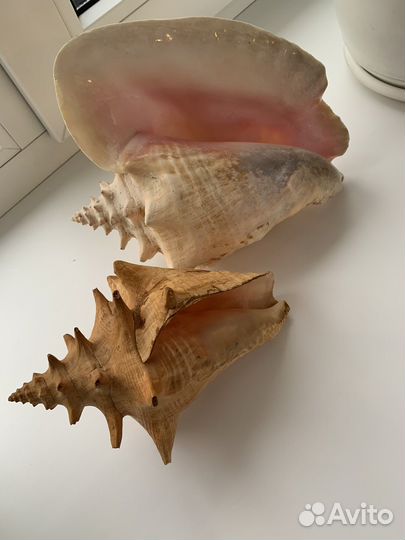 Ракушки океанические