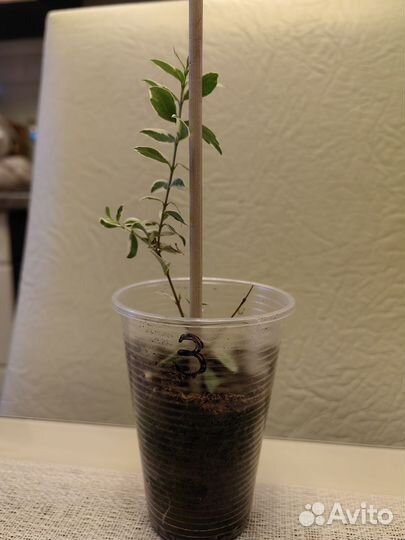 Мирт вариегатный мелколистный