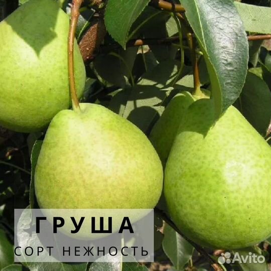 Саженцы Груши нежность