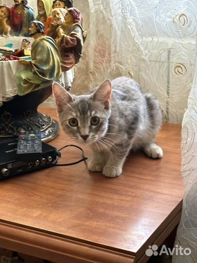 Девчушка ищет дом