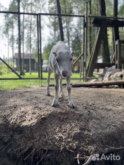 Козел ламанча