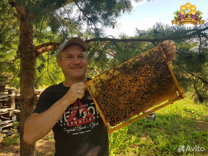 Бакфаст в наличии