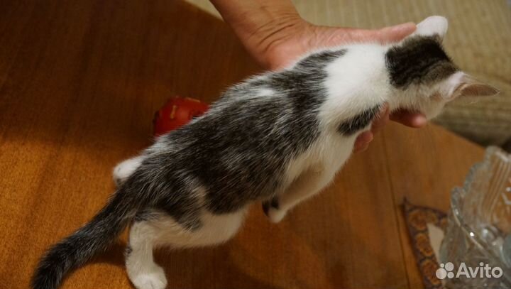 Котик с плащиком