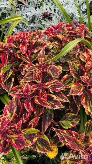 Срезы колеусов