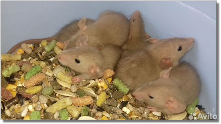 Янтарные крысята, крысы Дамбо из питомника