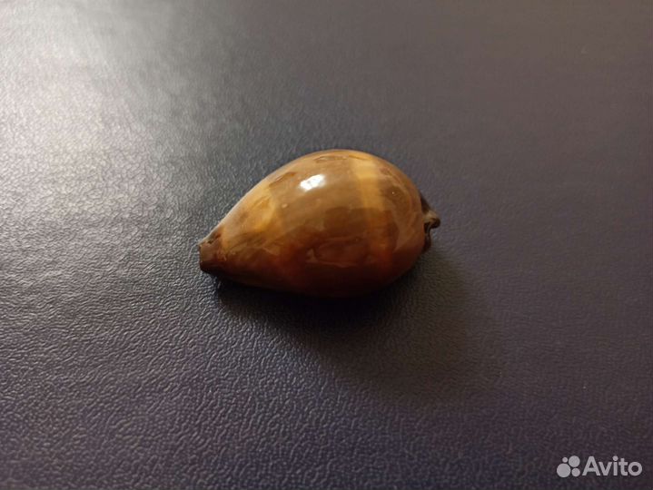 Морская раковина