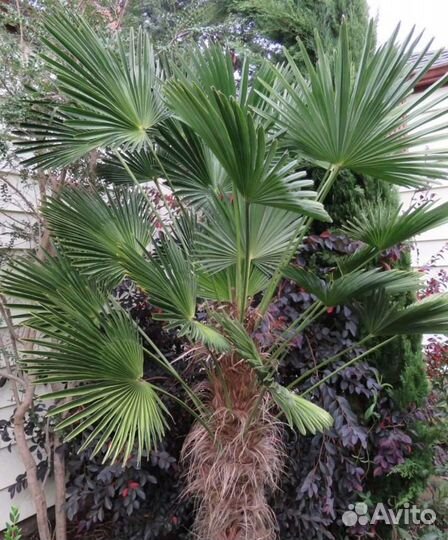 Семена пальмы веерной (трахикарпус)