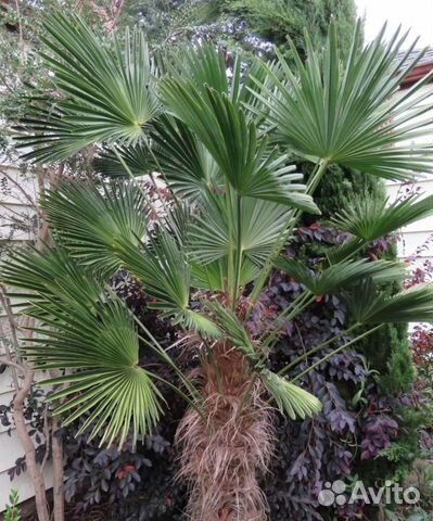 Семена пальмы веерной (трахикарпус)