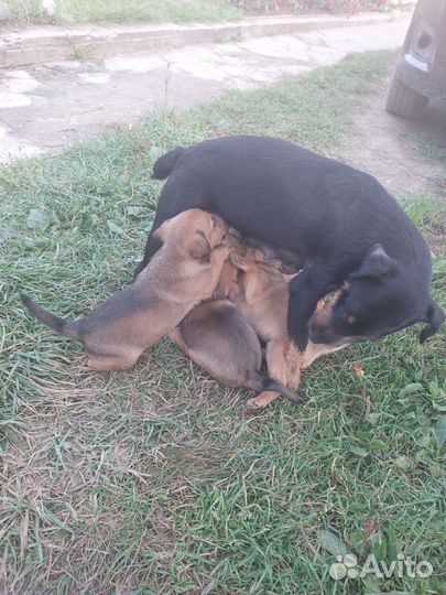 Щенки бесплатно