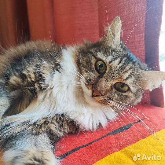 Кошка в дар бесплатно