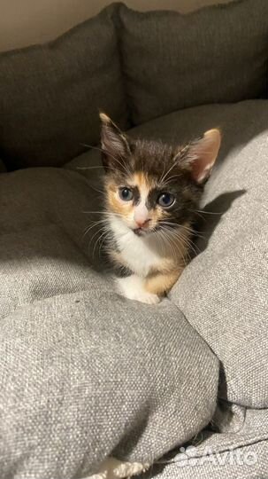 Отдам в добрые руки