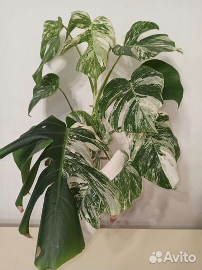 Монстера альба