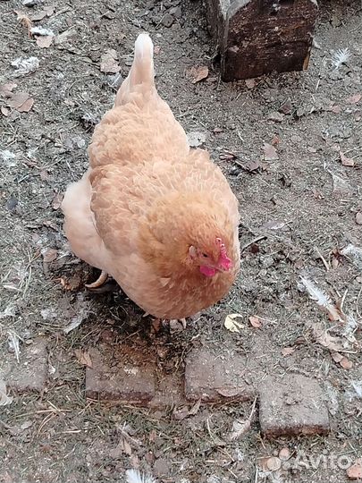 Куры молодки