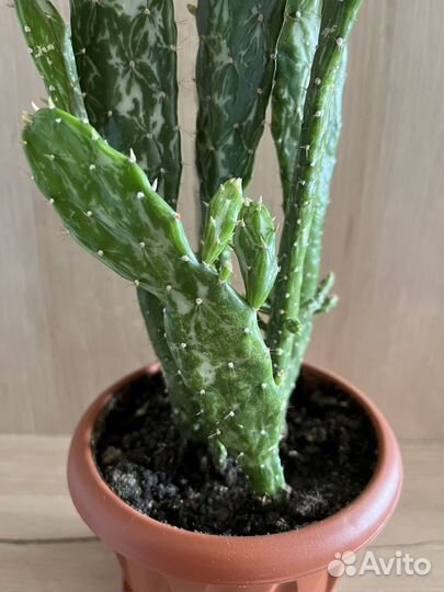 Кактус Опунция Монаканта вариегата