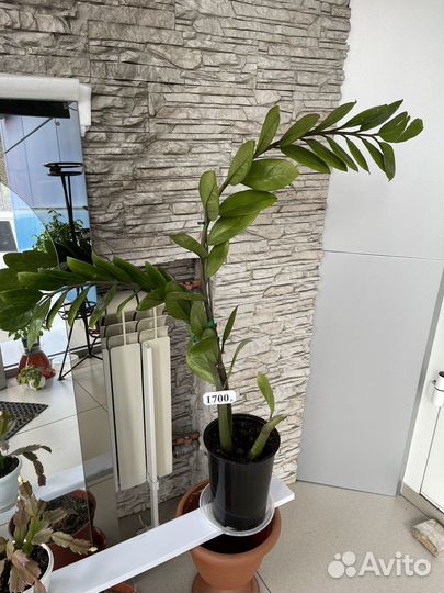 Замиокулькас