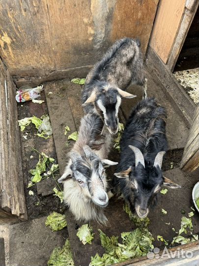 Коза с козлятами