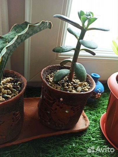 Сансевиерия сортовая