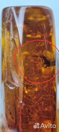 Янтарь с крупным пауком