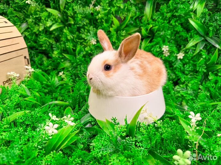 Карликовый белый кролик мини ручной