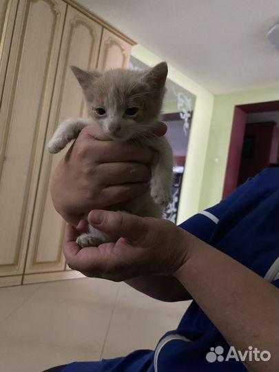 Котеночек с ладошку