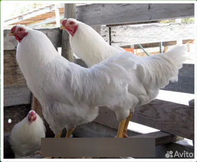 Индоутки кролики петухи