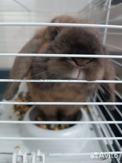 Вислоухий декоративный кролик 