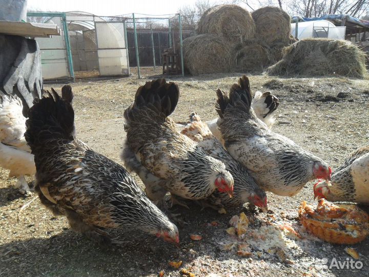 Инкубационное яйцо