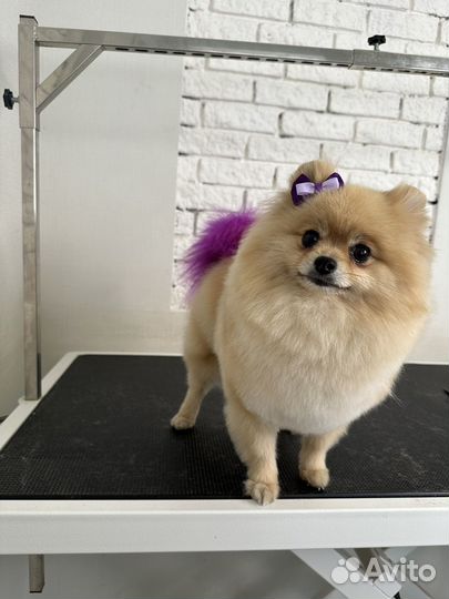 Стрижка собак зоостудия Novik groom