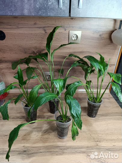 Комнатные цветы