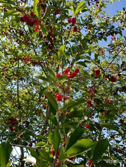 Участок 8,7 сот. (ИЖС)