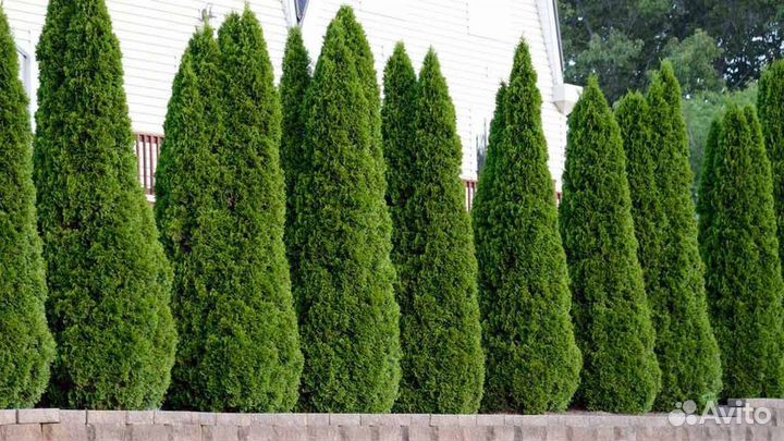 Туя Смарагд