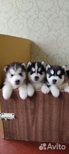 Сибирский хаски