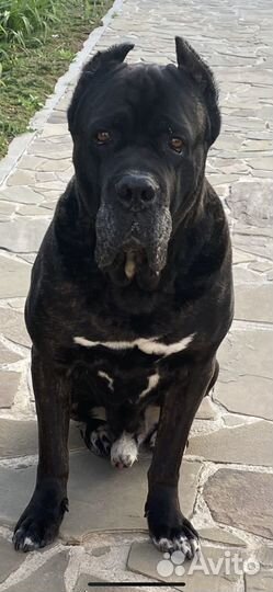 Ищем суку для вязки