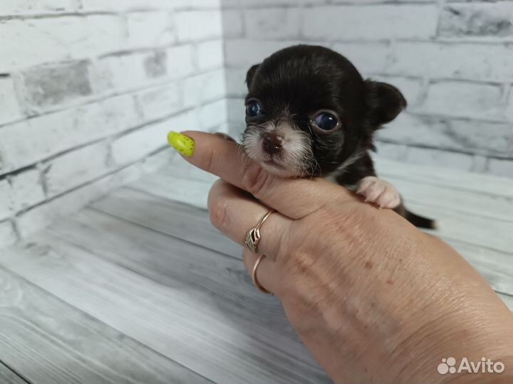 Мини дюймовочка