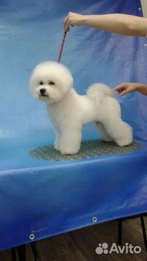 Бишон фризе