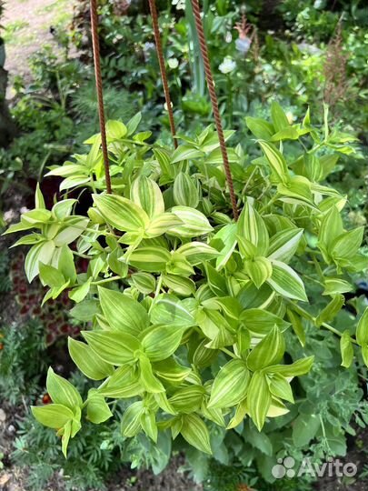 Традесканции сортовые 33 сорта (черенки)