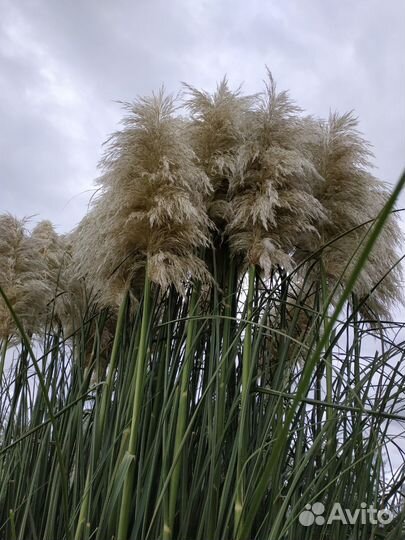 Кортадерия, пампасная трава сухоцвет