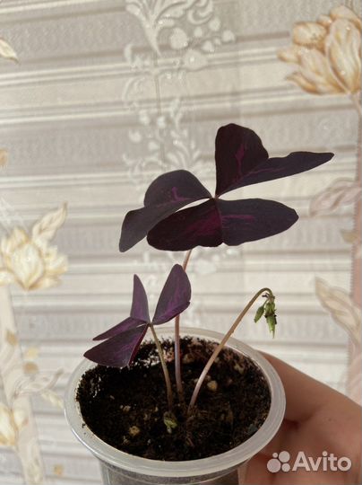 Цветы (отростки)