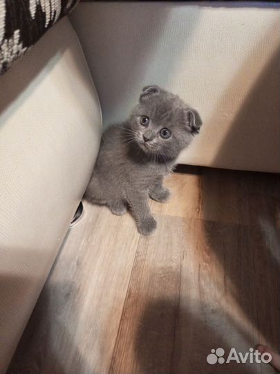 Вислоухая кошечка