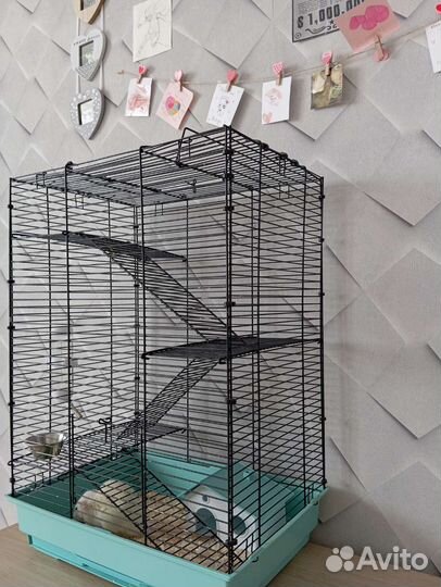 Крыса дамбо с клеткой