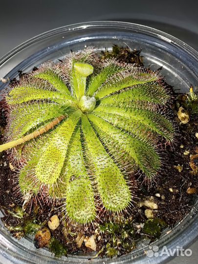 Росянка - растение хищник