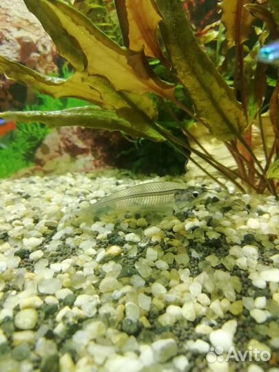 Индийские сомики