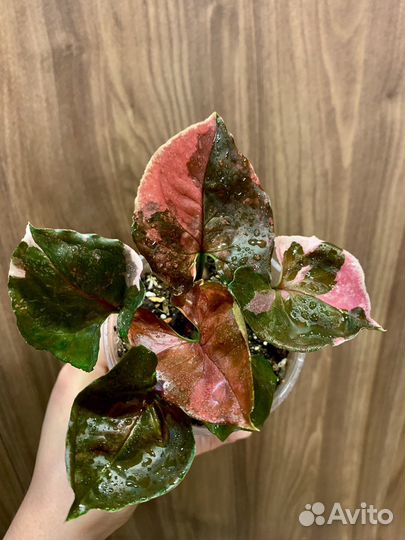 Сингониум клубничный лед galaxy