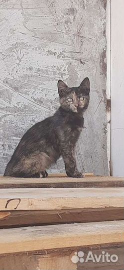 Котёнок ищет семью