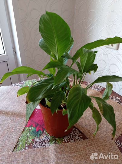Спатифиллум