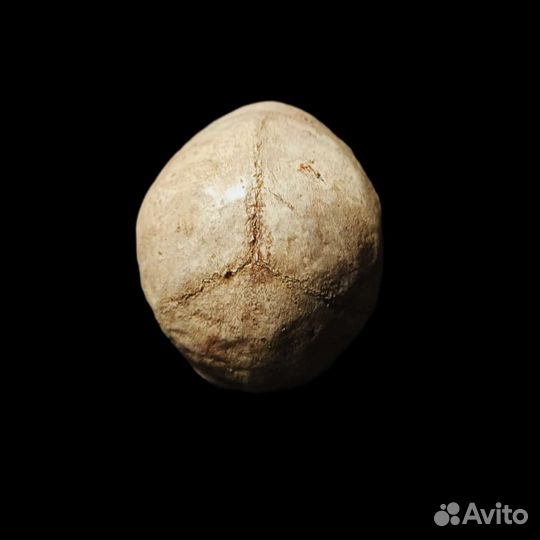 Череп декоративный